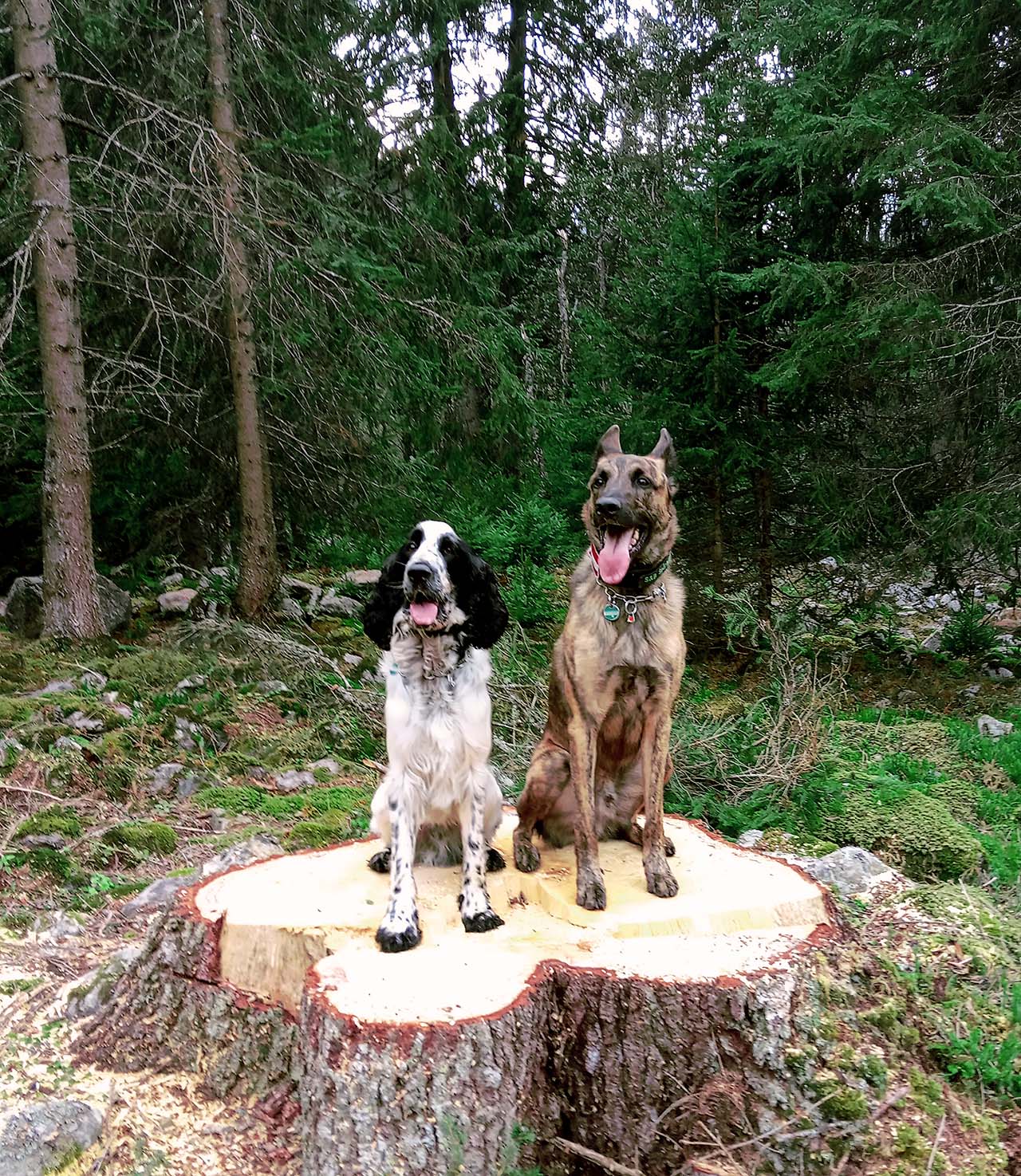 Spuerhunde_Team_Schimmel